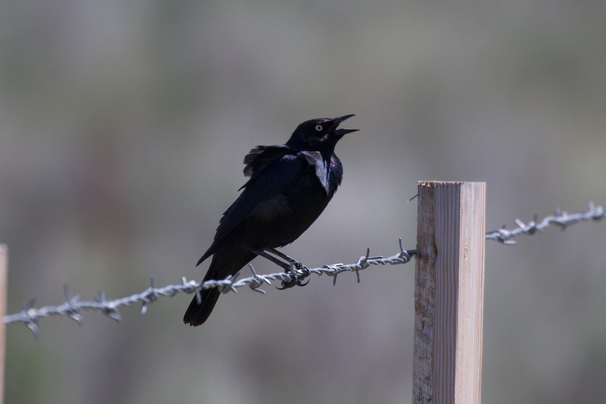 Brewer's Blackbird - ML153685581