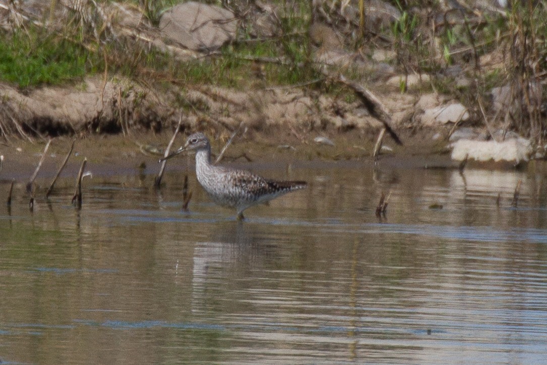 Greater Yellowlegs - ML153685621