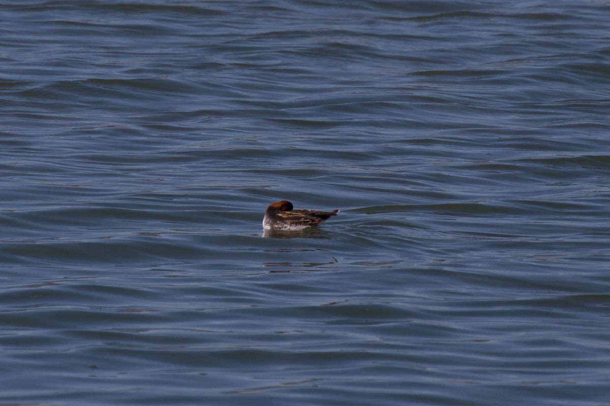 Phalarope à bec étroit - ML153685651