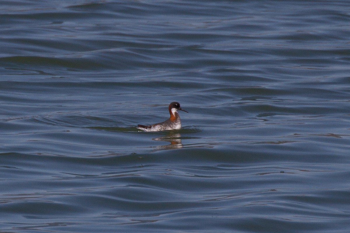 Phalarope à bec étroit - ML153685661