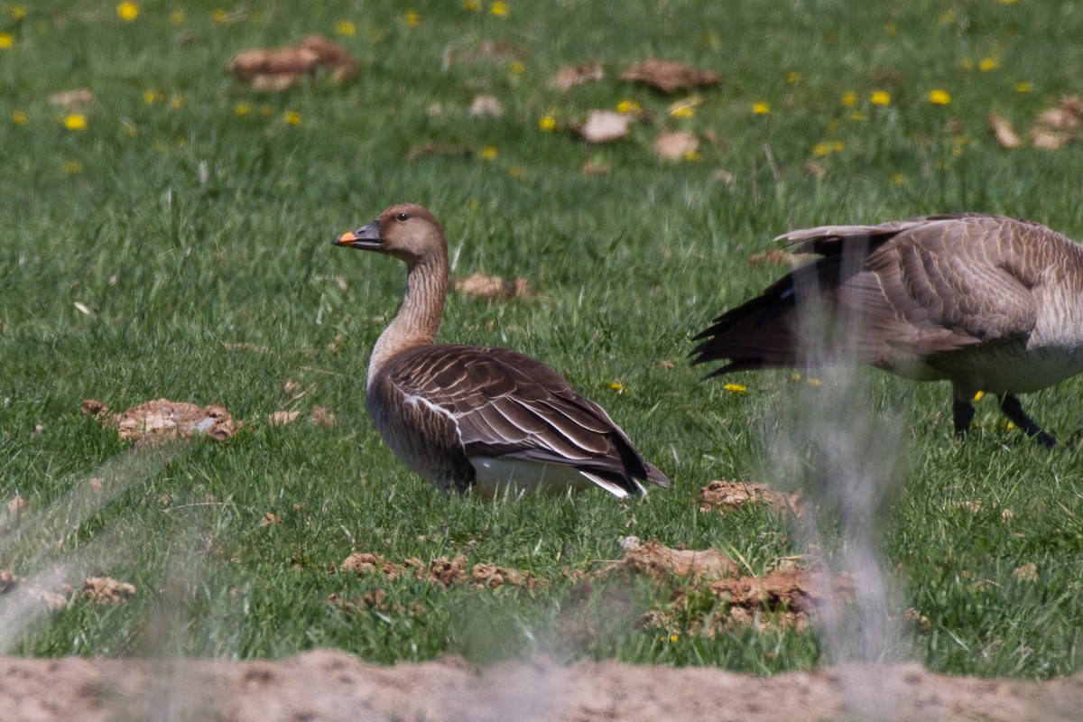 Tundra Bean-Goose - ML153685691