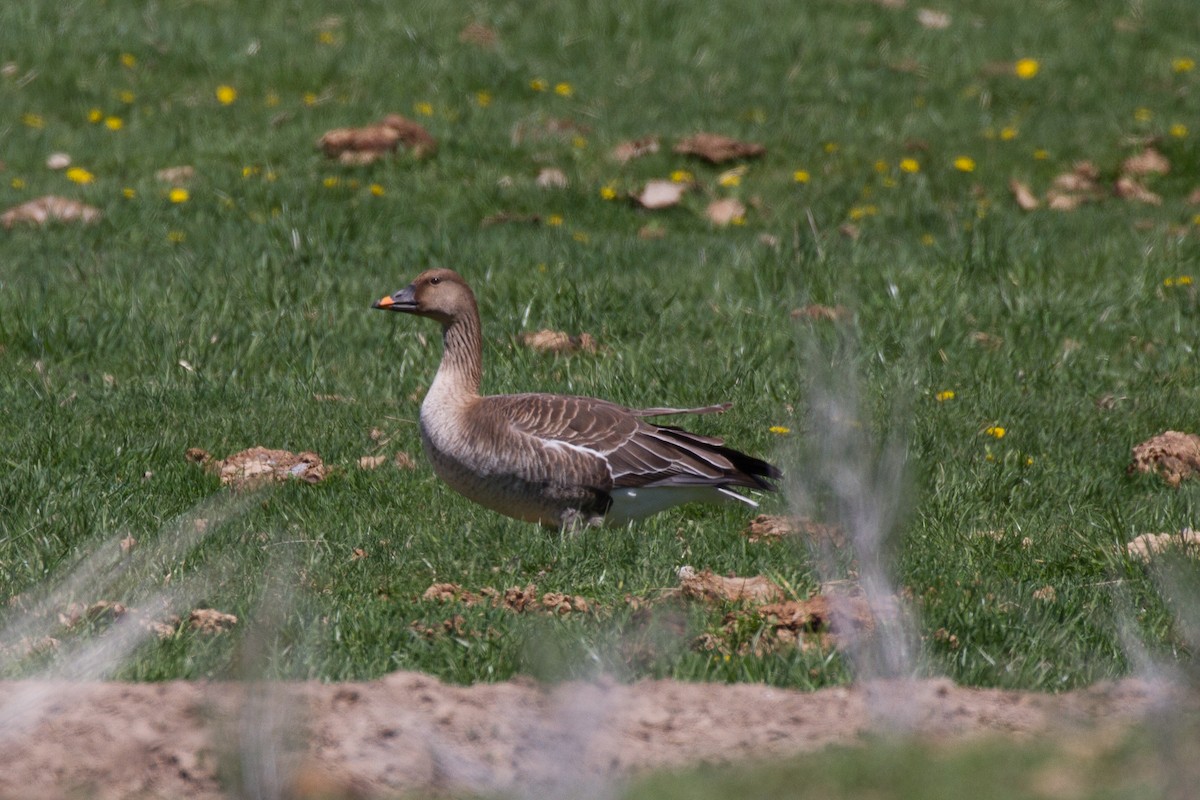 Tundra Bean-Goose - ML153685701