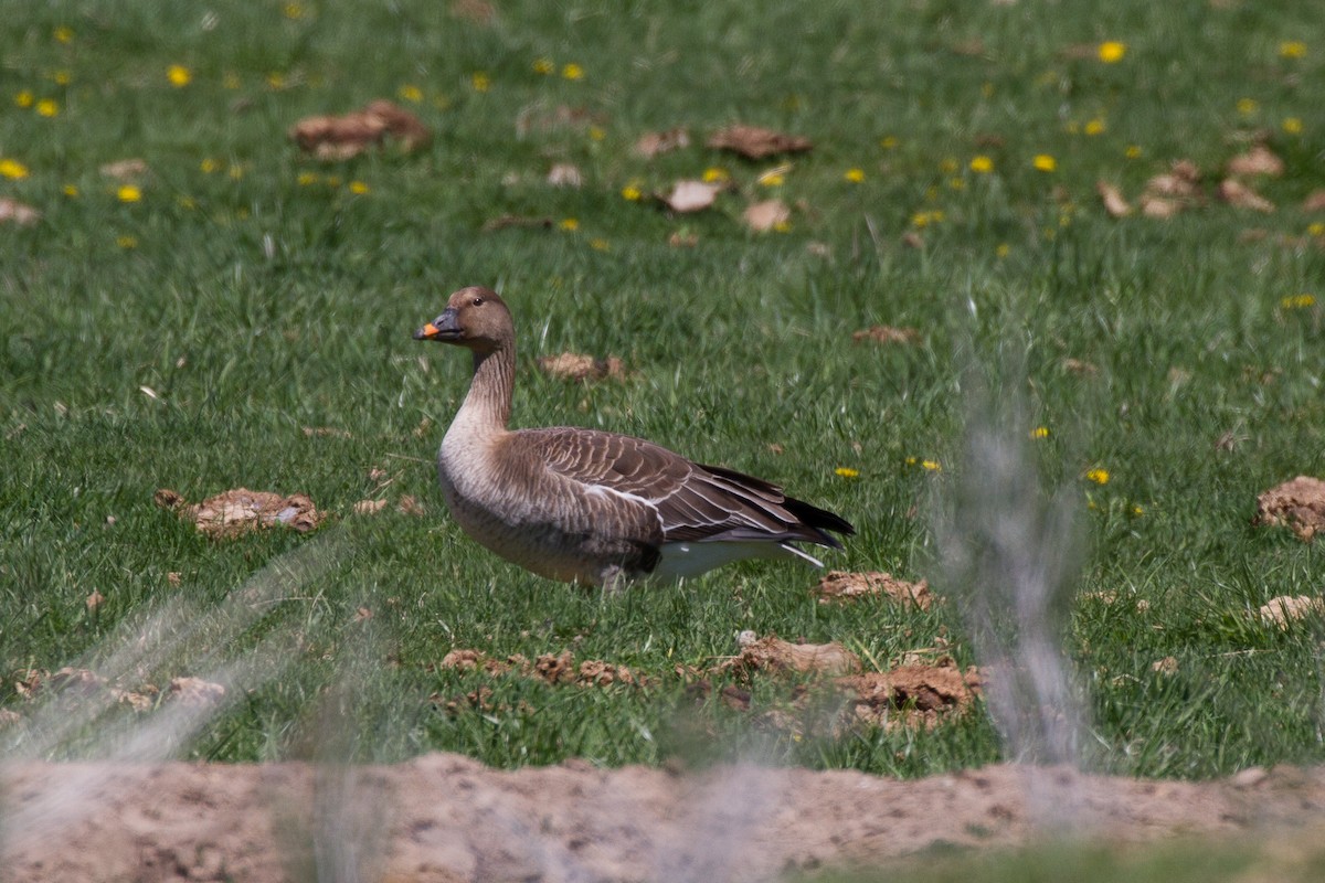 Tundra Bean-Goose - ML153685711