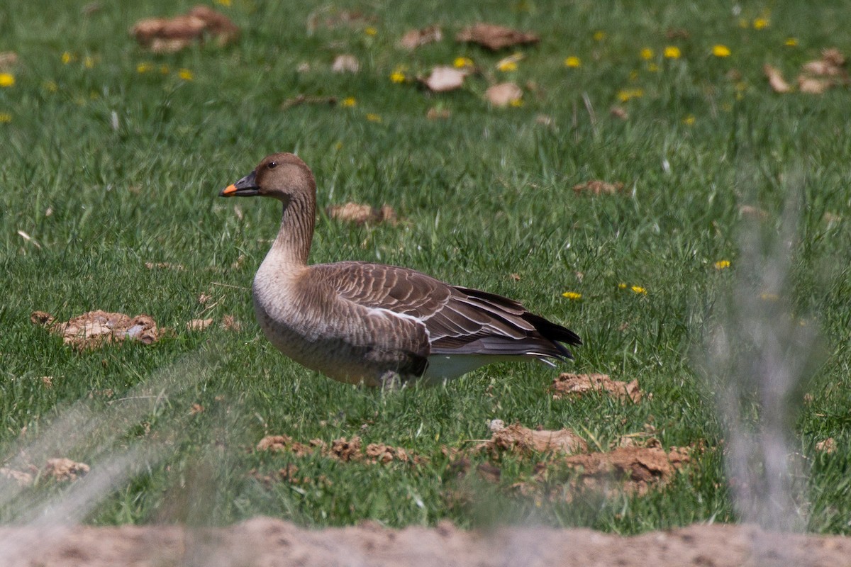 Tundra Bean-Goose - ML153685721