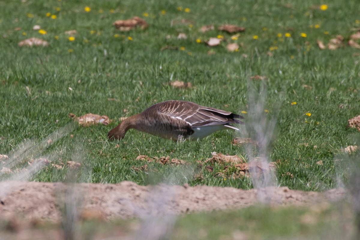 Tundra Bean-Goose - ML153685741