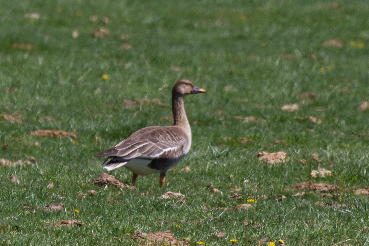 Tundra Bean-Goose - ML153685751