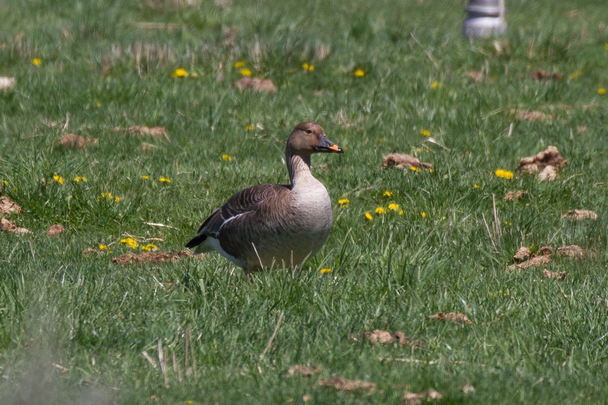 Tundra Bean-Goose - ML153685771