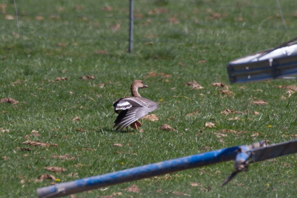 Tundra Bean-Goose - ML153685851