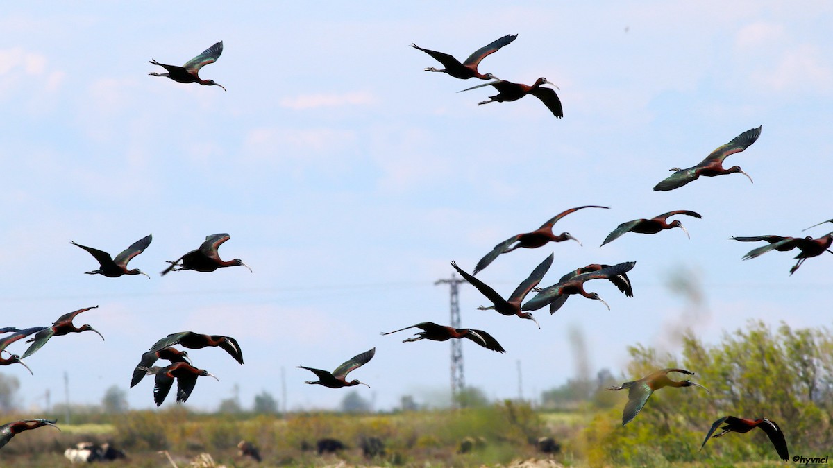 ibis hnědý - ML153685941
