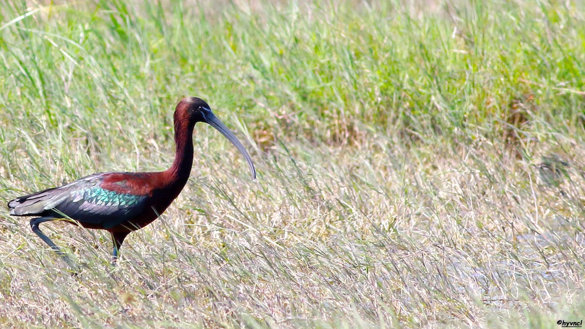 ibis hnědý - ML153685951