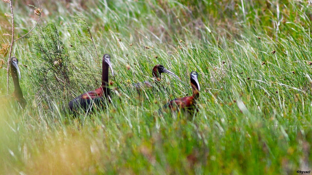 ibis hnědý - ML153685971