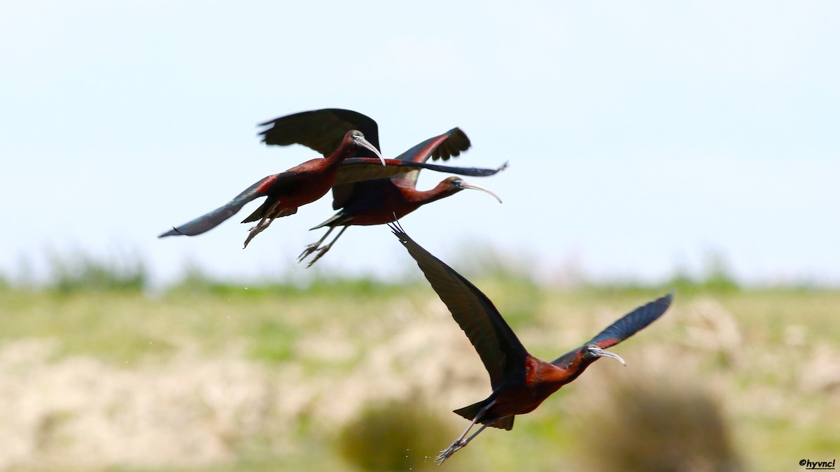 ibis hnědý - ML153685981