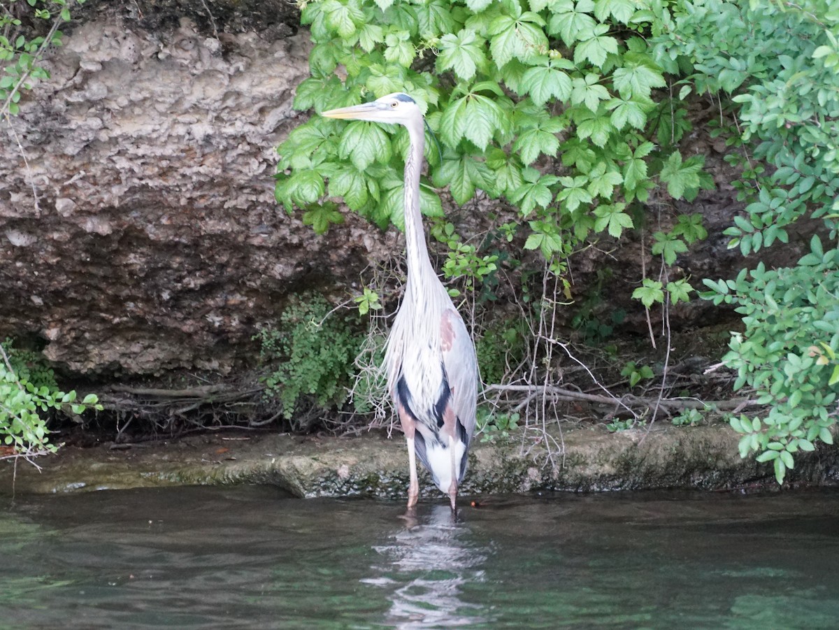 Great Blue Heron - ML153686141