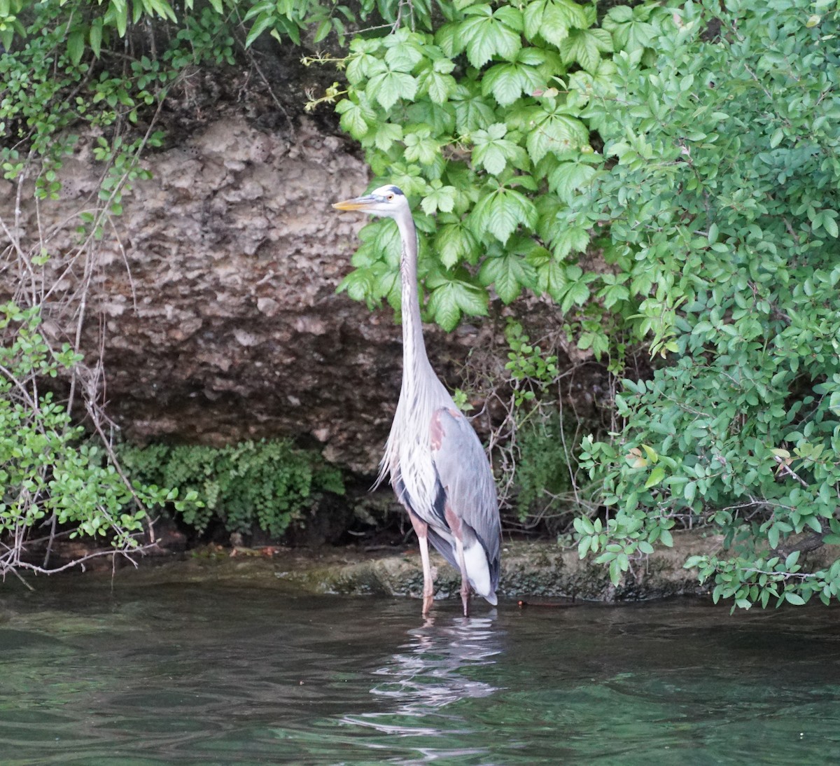 Great Blue Heron - ML153686151