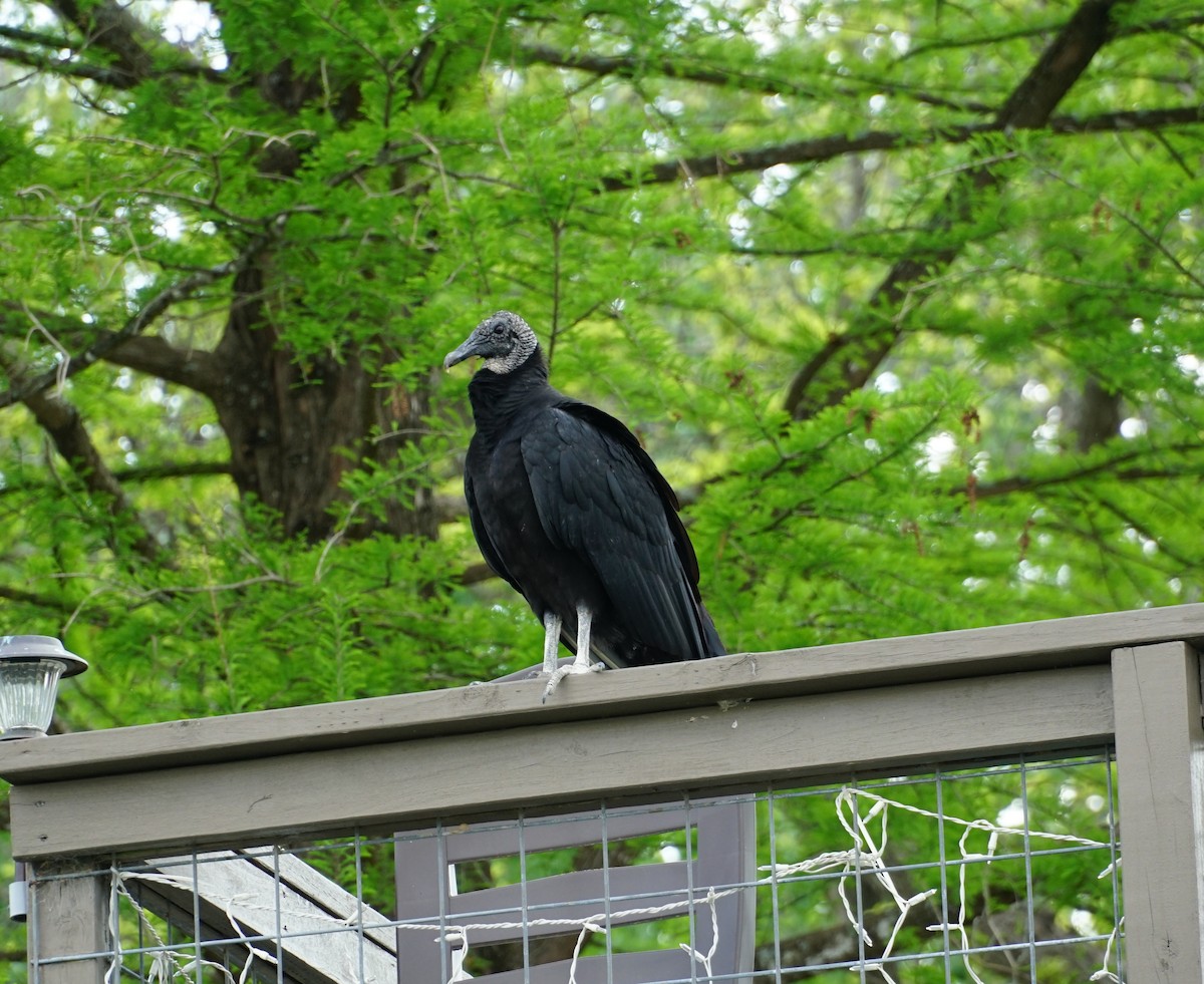 Black Vulture - ML153686351