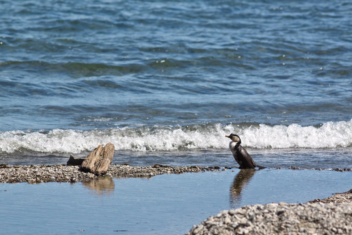 Kräuselscharbe - ML153686521