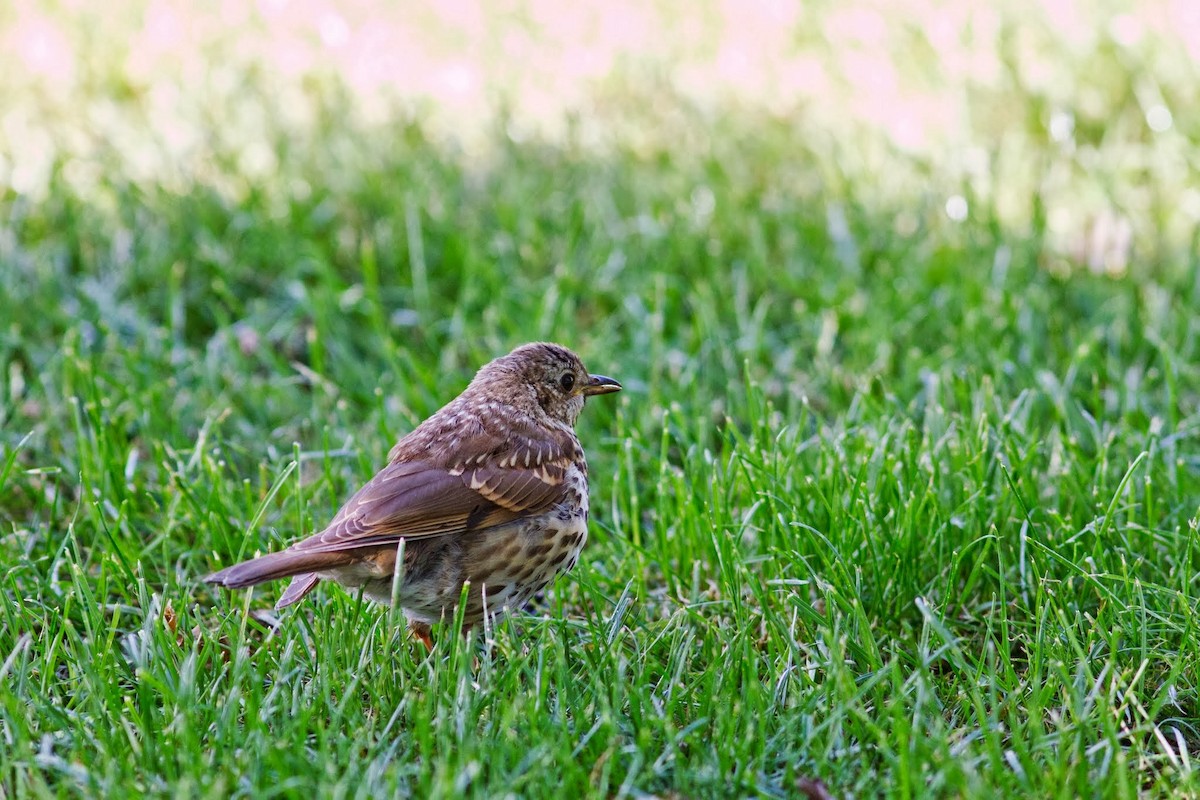 Song Thrush - ML153686561