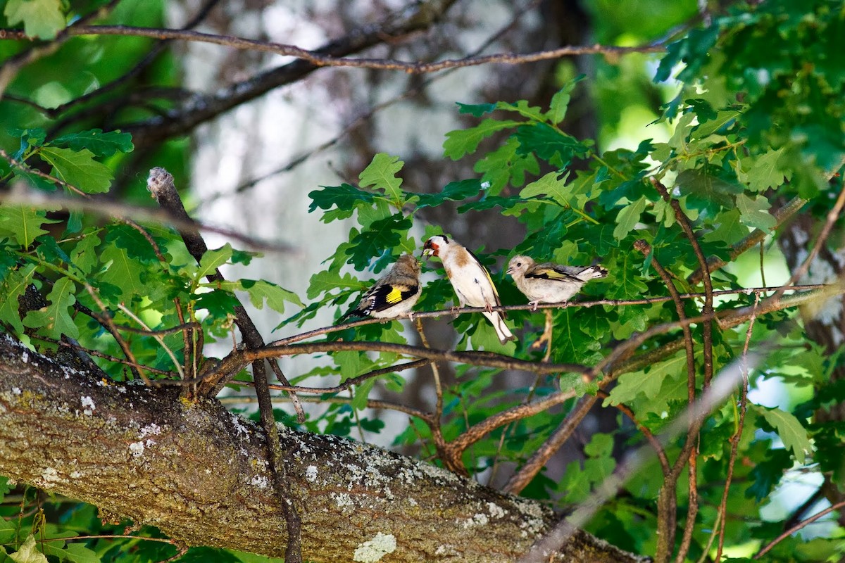 European Goldfinch - ML153686601