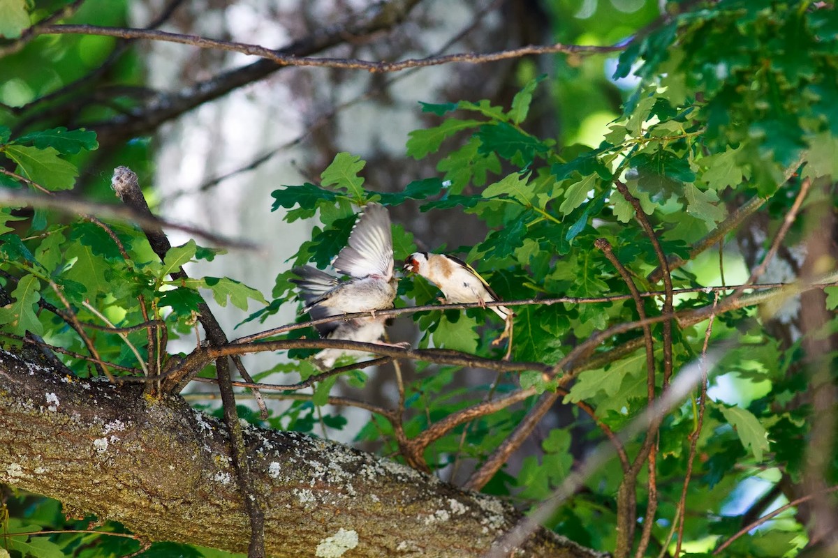 Stieglitz - ML153686611