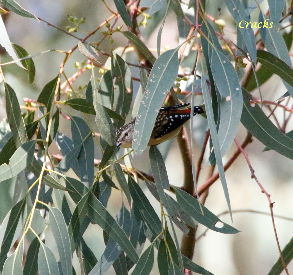 Spotted Pardalote - ML153686701