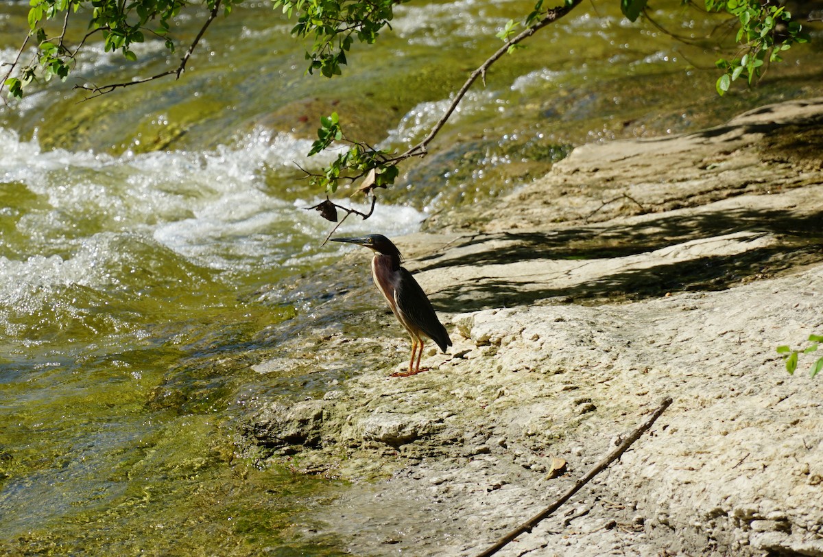 Green Heron - Kyle Jennings