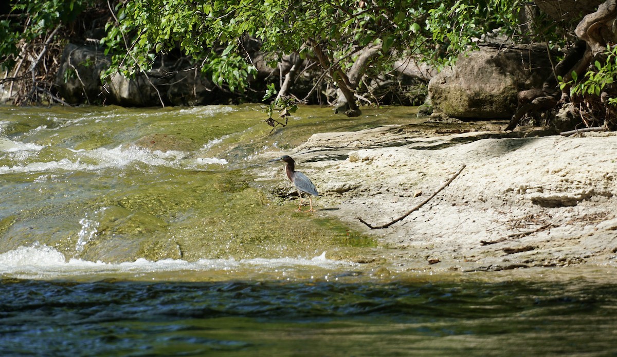 Green Heron - ML153687631