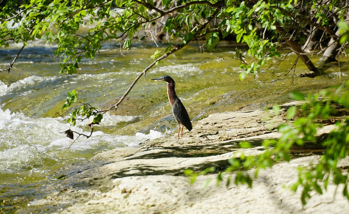 Green Heron - Kyle Jennings