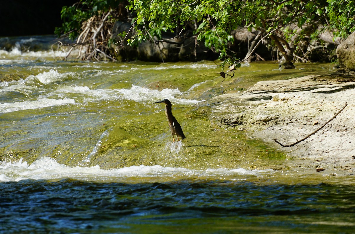 Green Heron - ML153687651