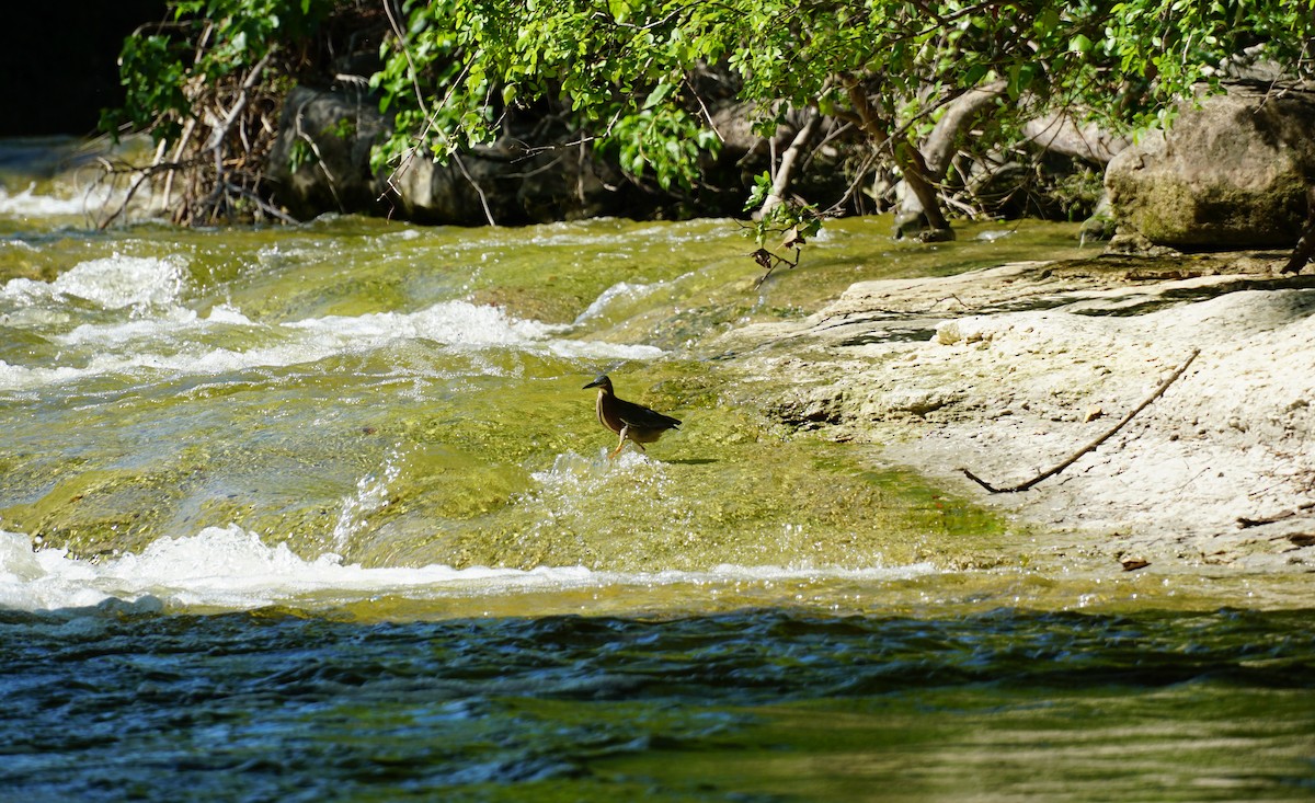 אנפית ירוקה - ML153687661