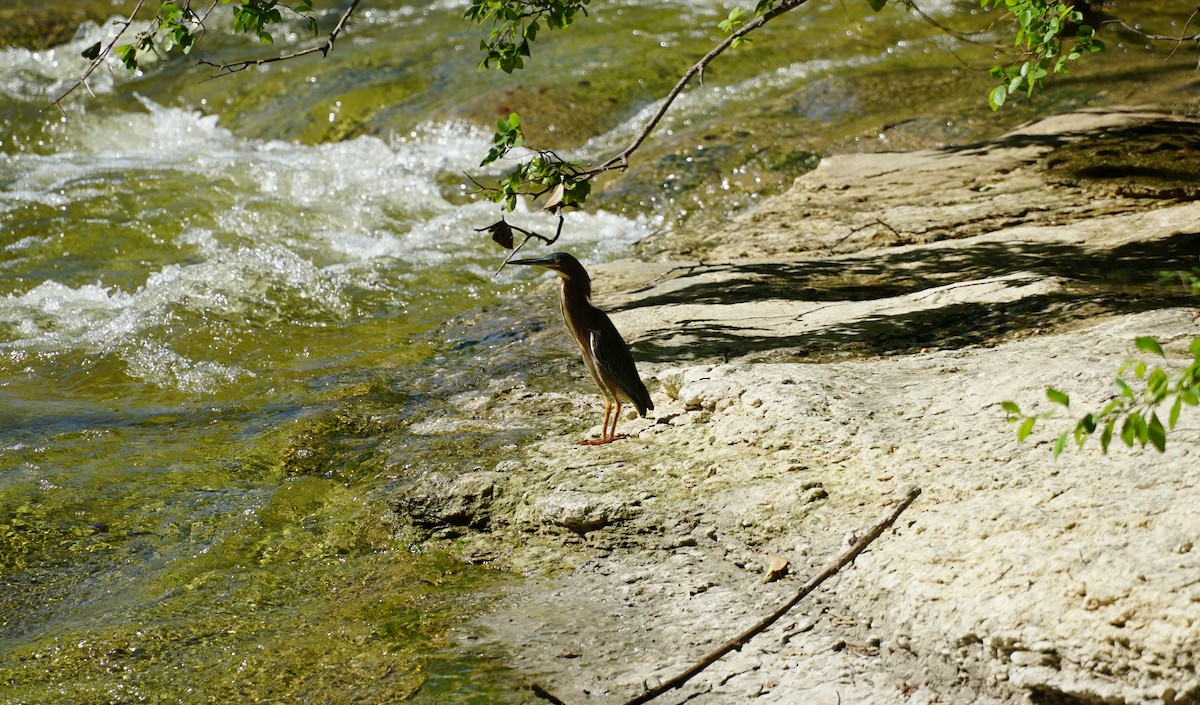 Green Heron - ML153687681