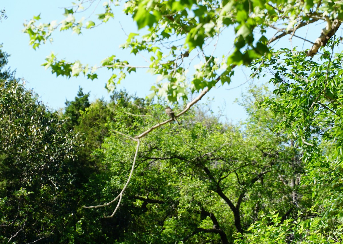 Eastern Phoebe - ML153687711