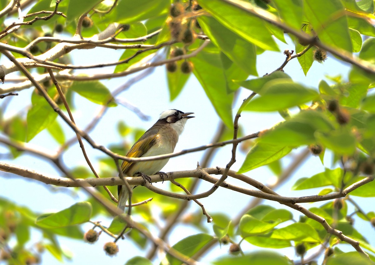 Light-vented Bulbul (sinensis) - ML153687721