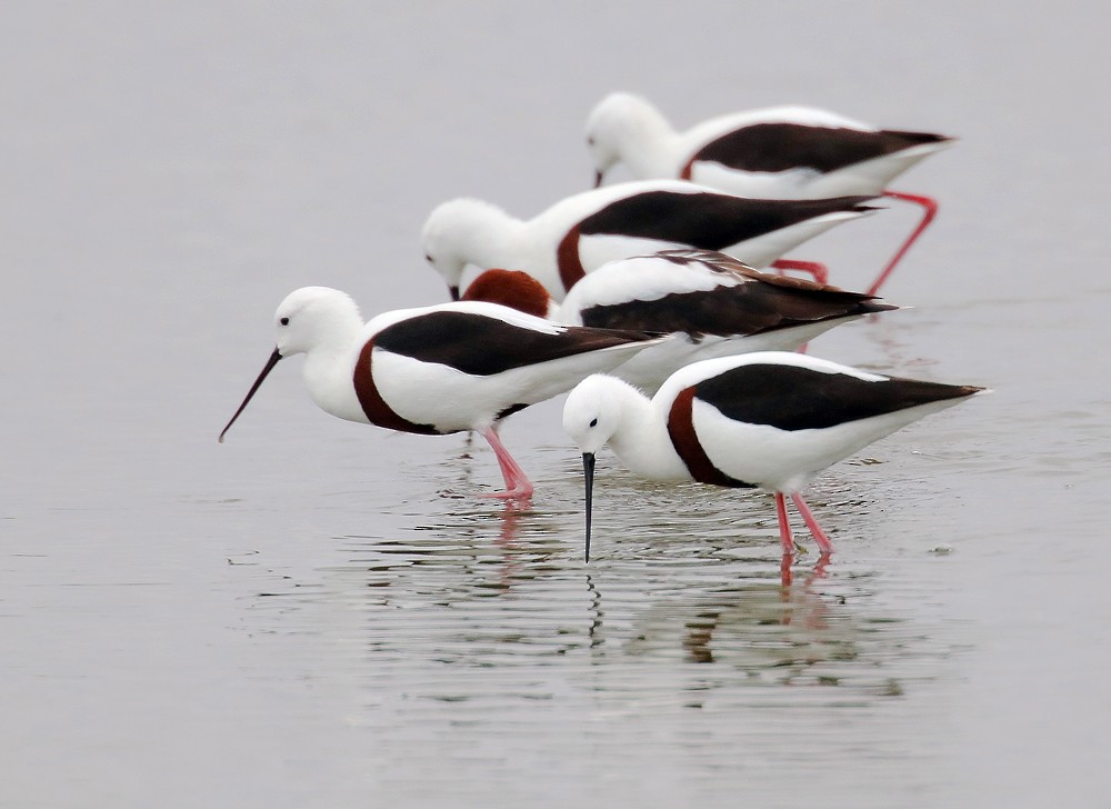 Banded Stilt - ML153687841