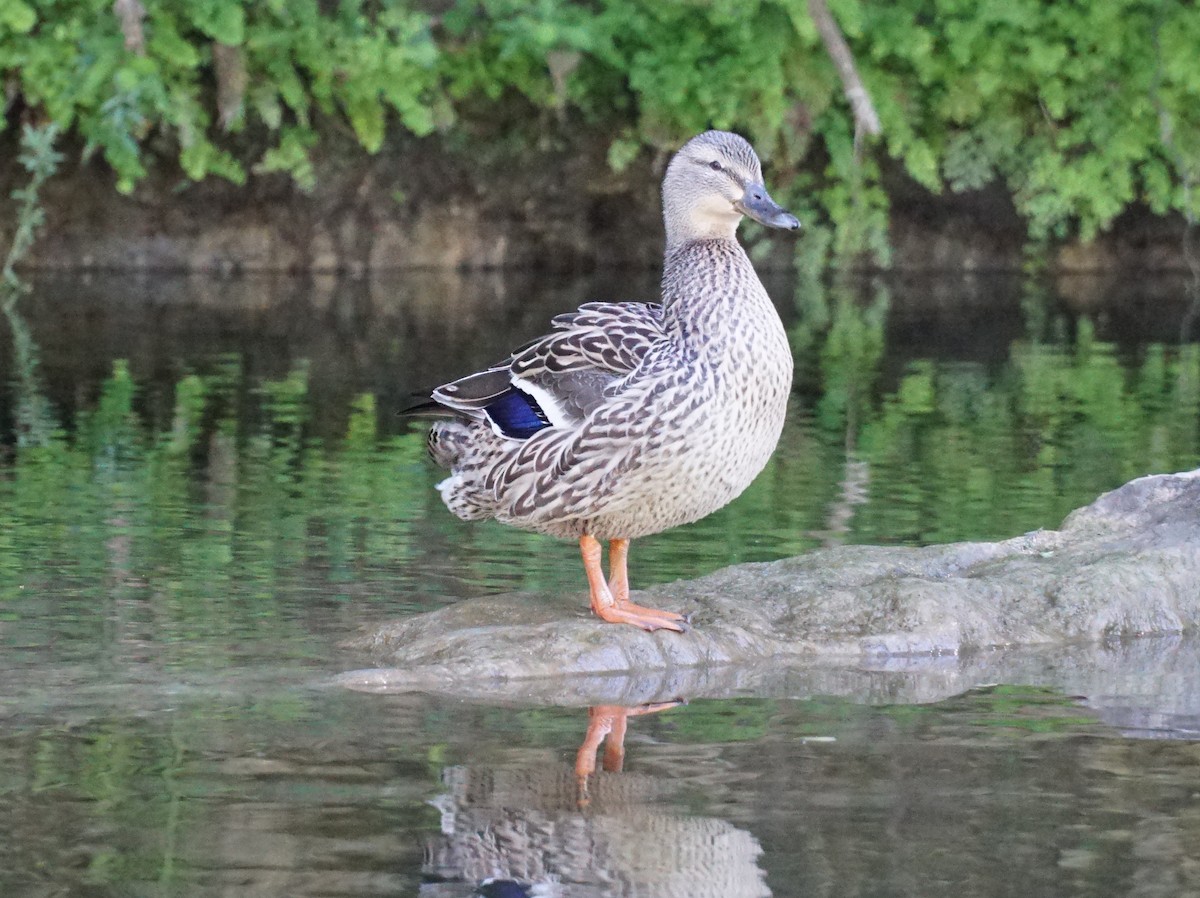 Mallard (Domestic type) - ML153687981