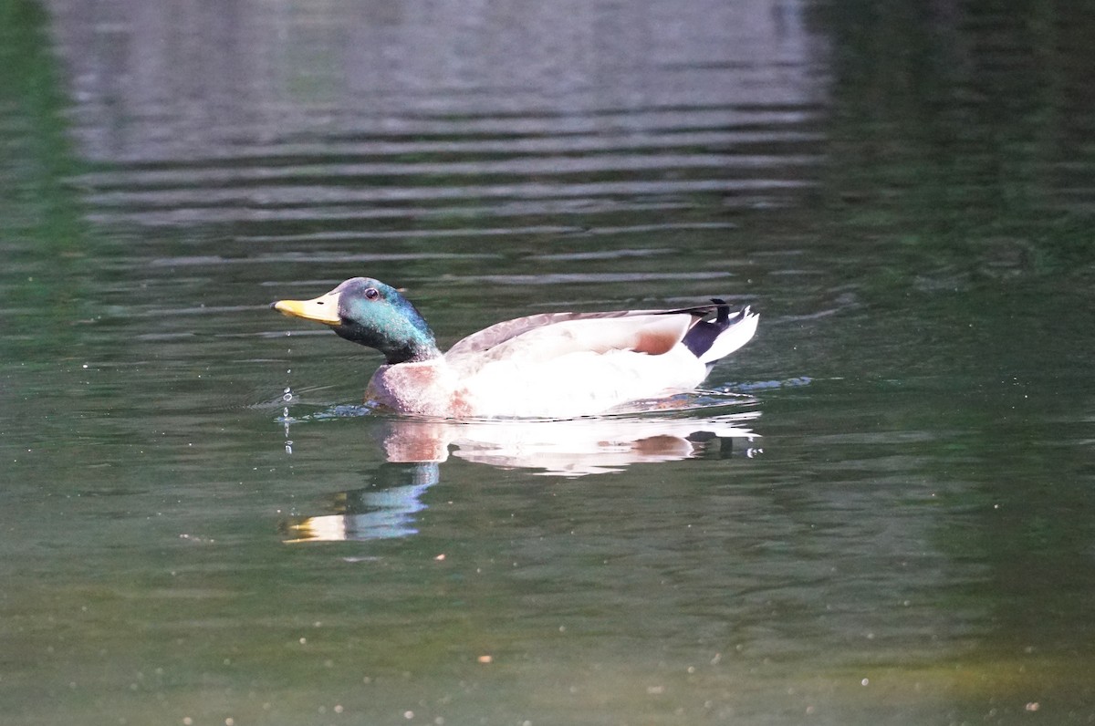 Mallard (Domestic type) - ML153687991