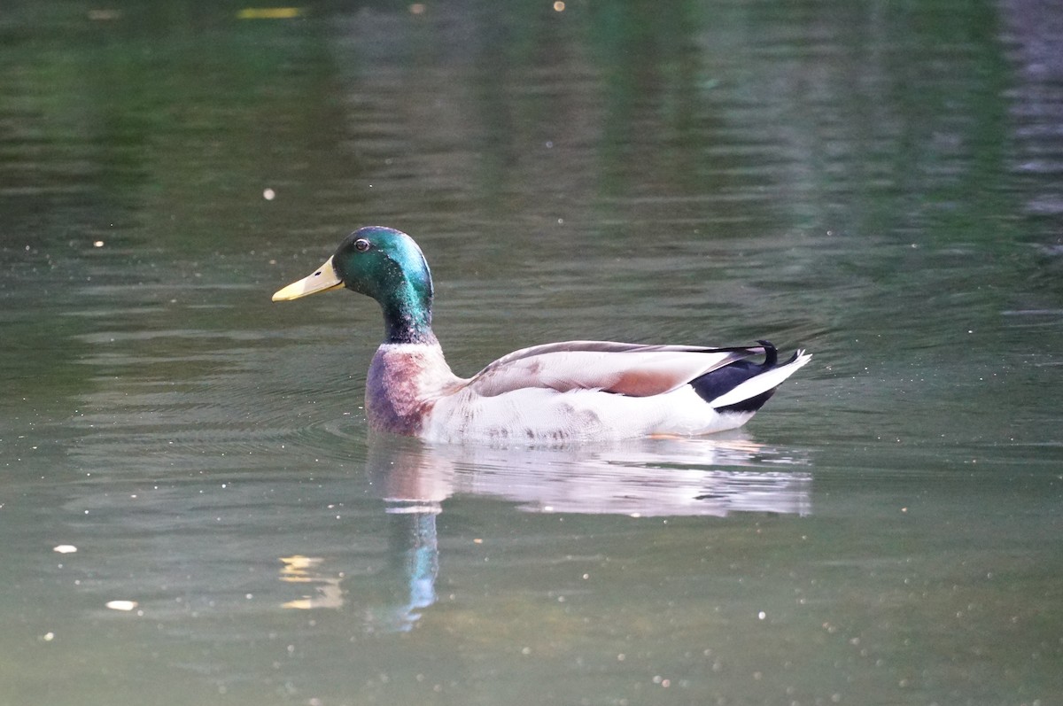 Mallard (Domestic type) - ML153688001