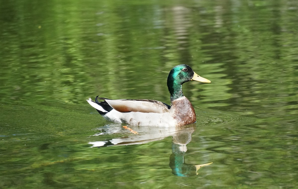 Canard colvert (forme domestique) - ML153688021