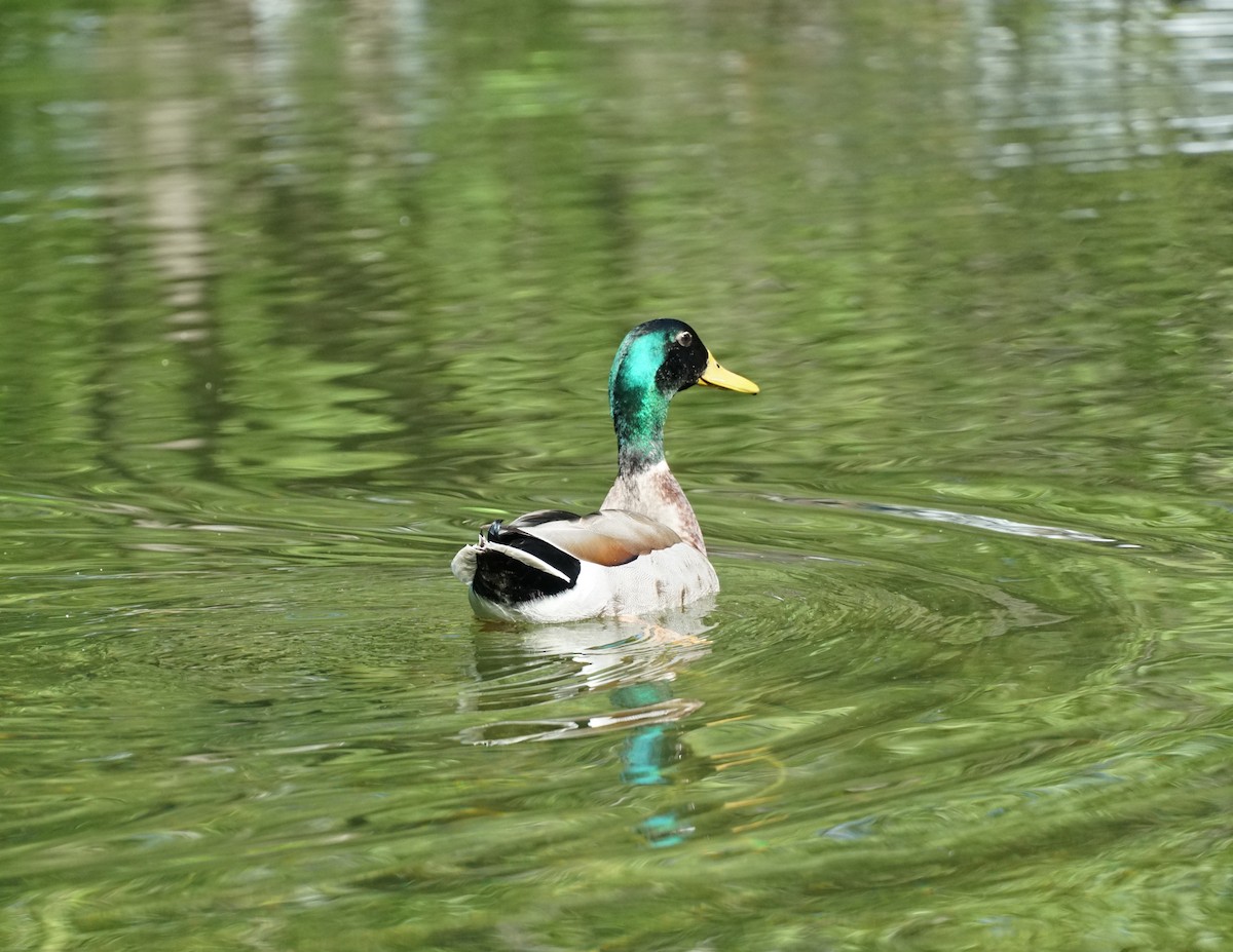 Canard colvert (forme domestique) - ML153688031