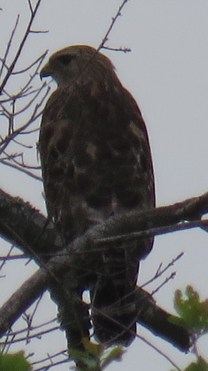 Red-shouldered Hawk - ML153688091