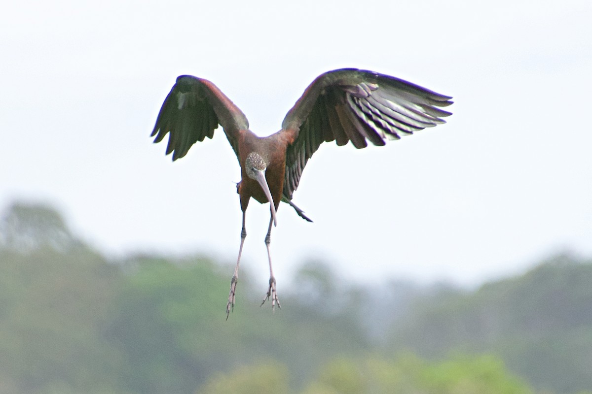 ibis hnědý - ML153688171