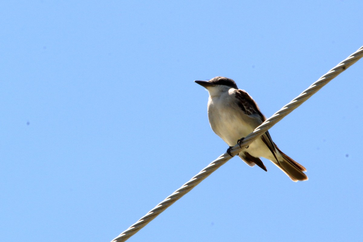 Gray Kingbird - ML153688191