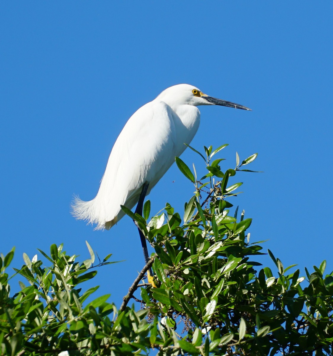 Snowy Egret - ML153688271