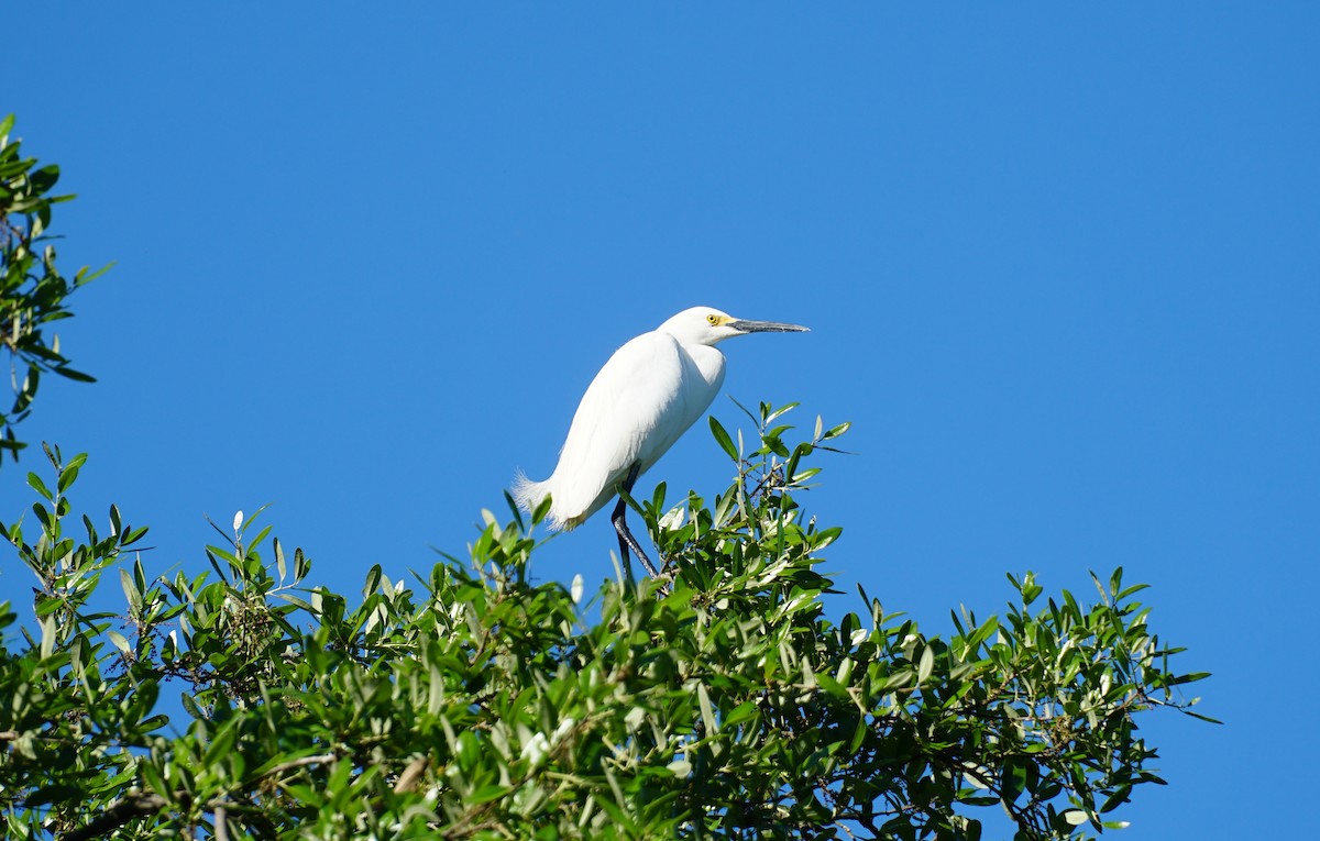 Snowy Egret - ML153688281