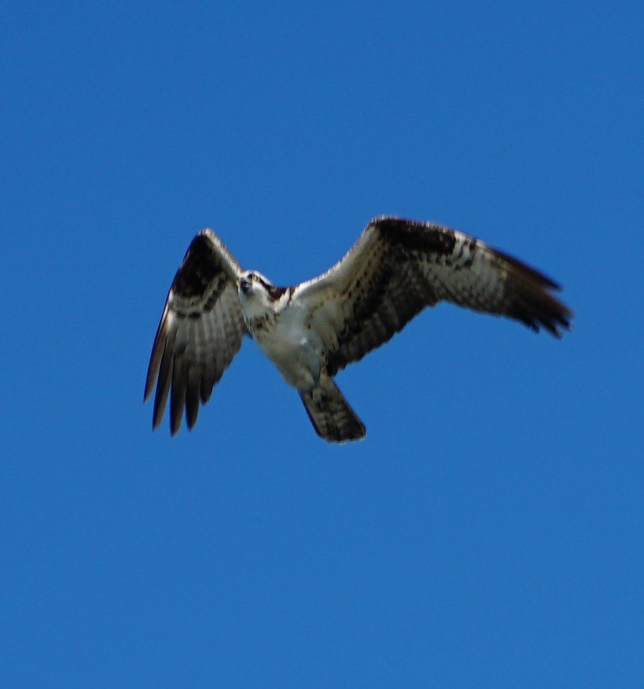 Osprey - ML153688771