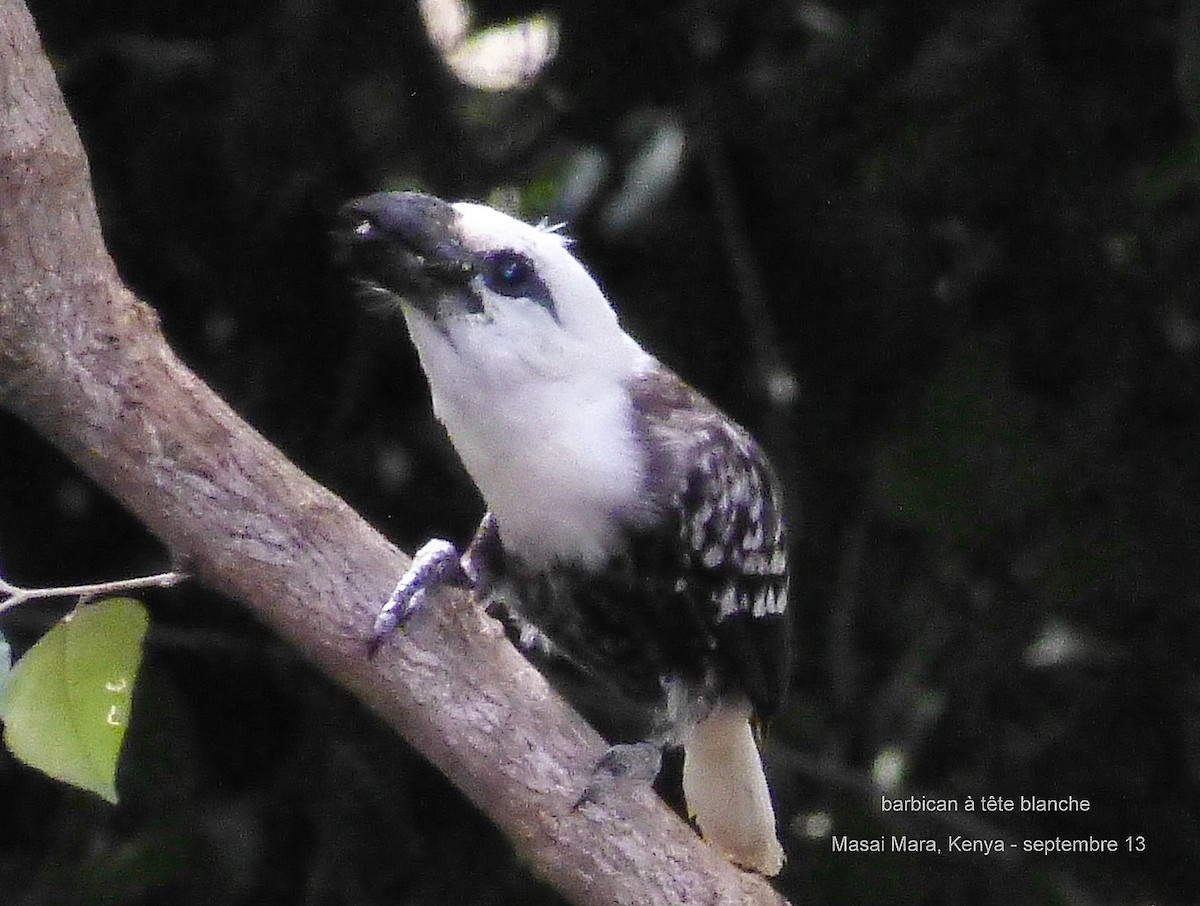 Ak Başlı Barbet - ML153688851