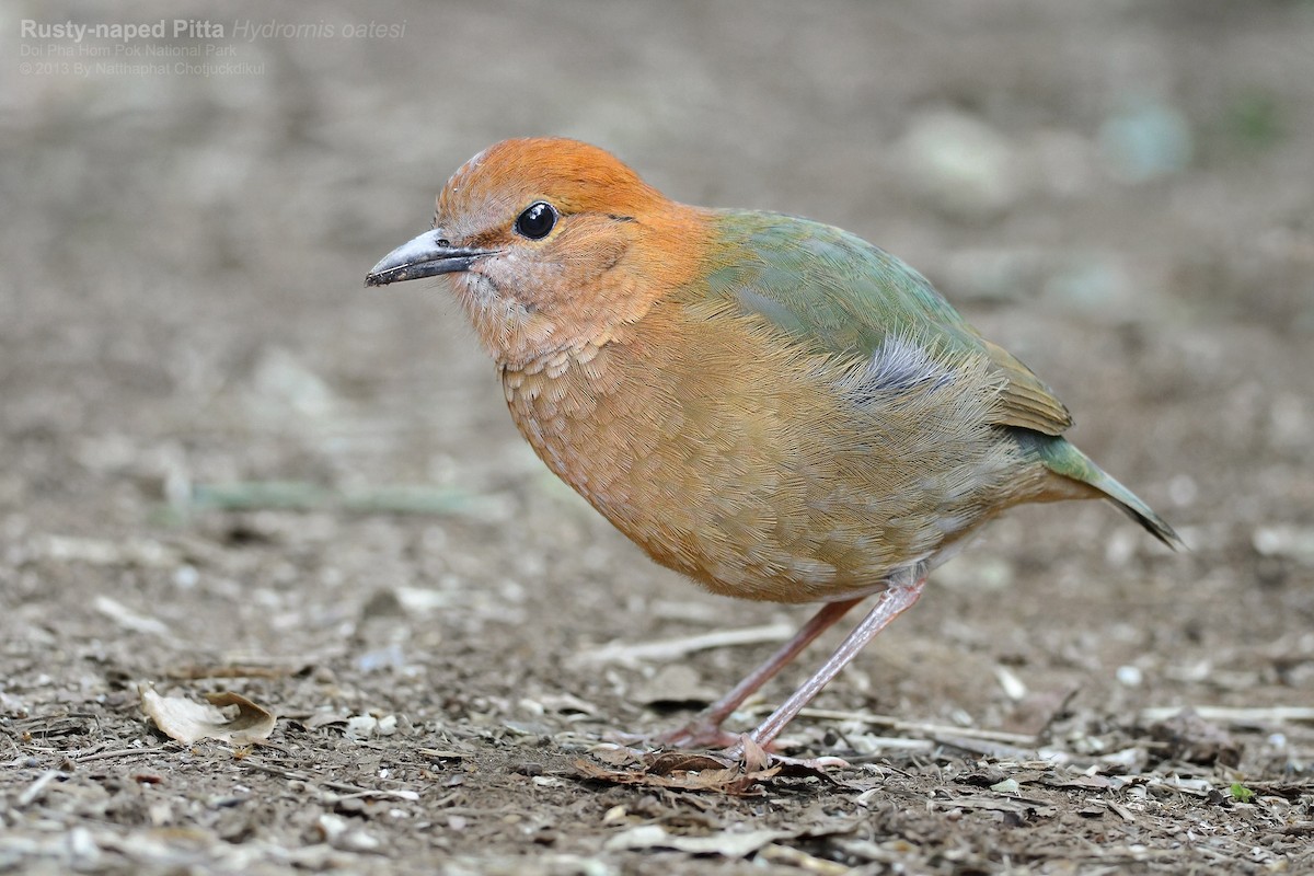 Rusty-naped Pitta - Natthaphat Chotjuckdikul