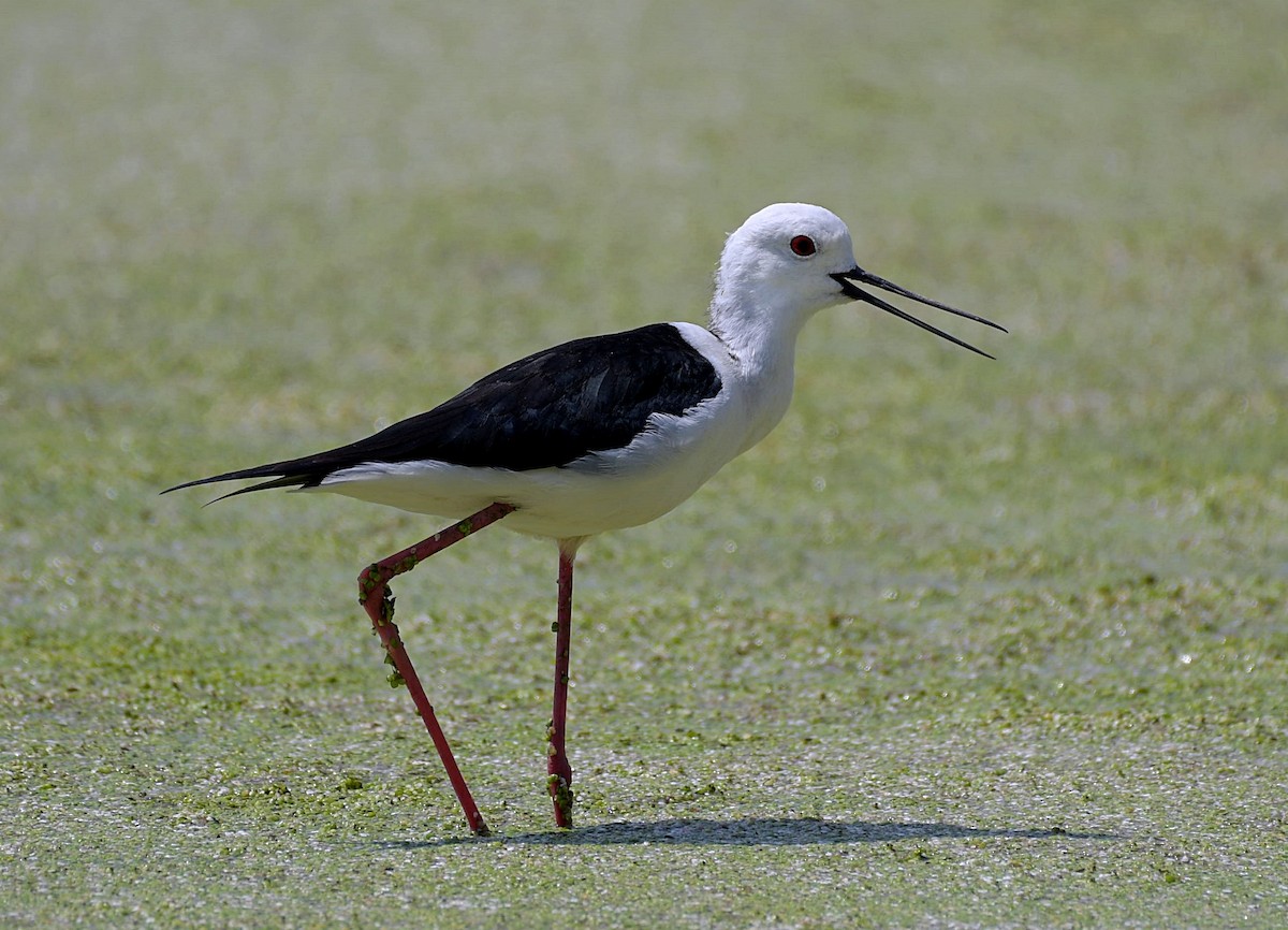 Black-winged Stilt - ML153689371