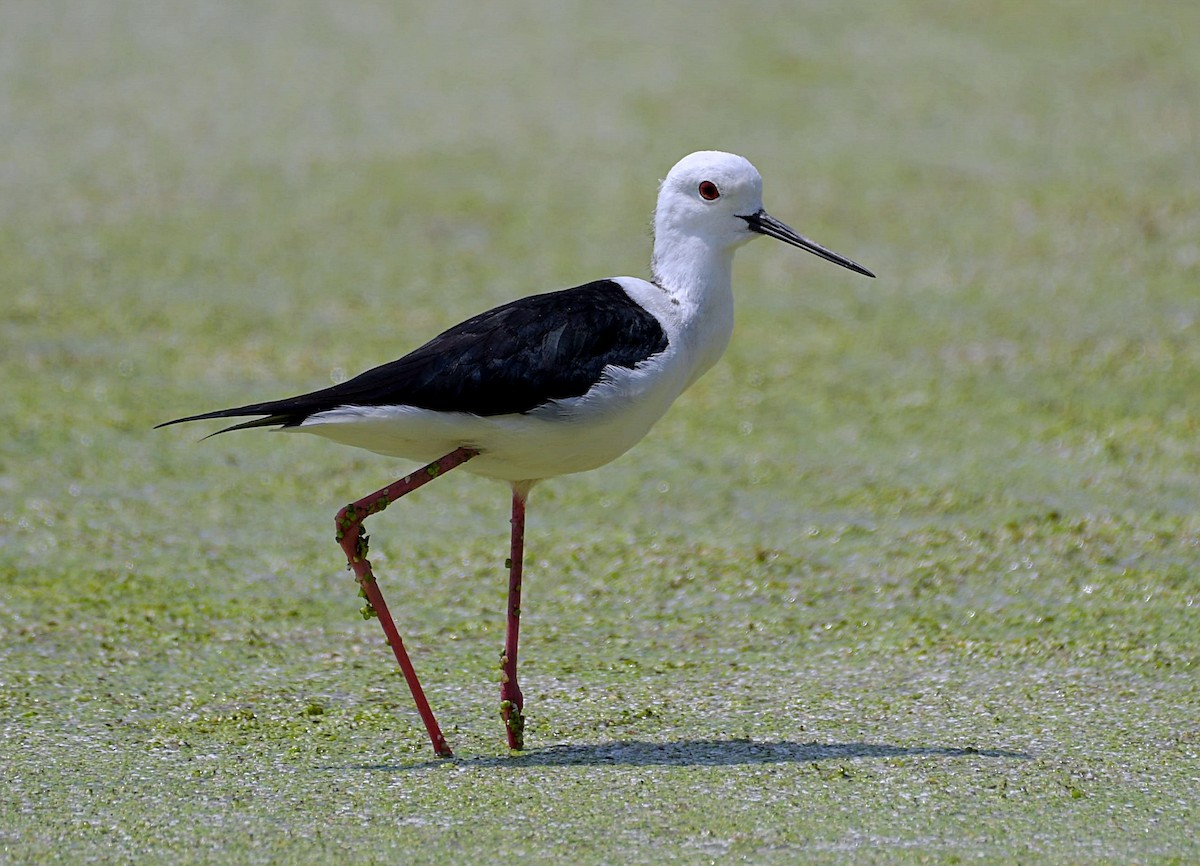 Black-winged Stilt - ML153689381