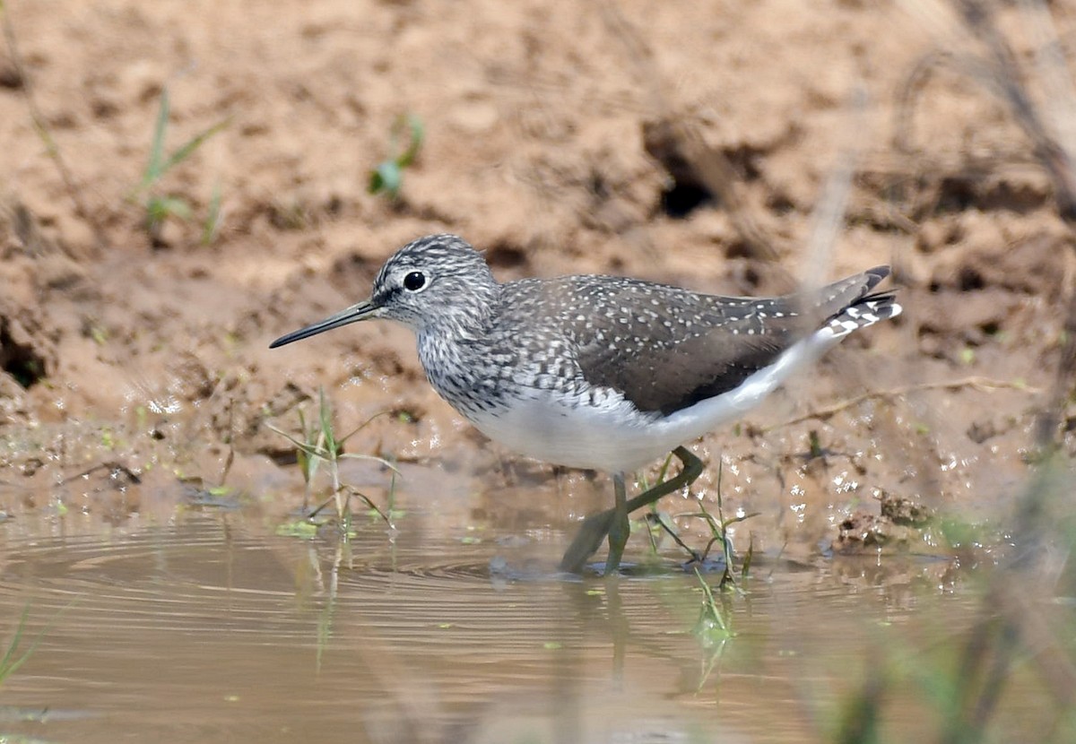 Green Sandpiper - ML153689821