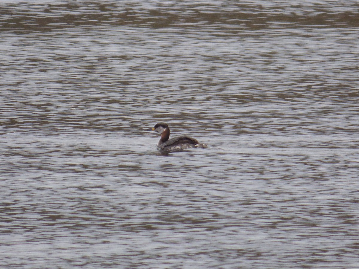 Red-necked Grebe - ML153690511